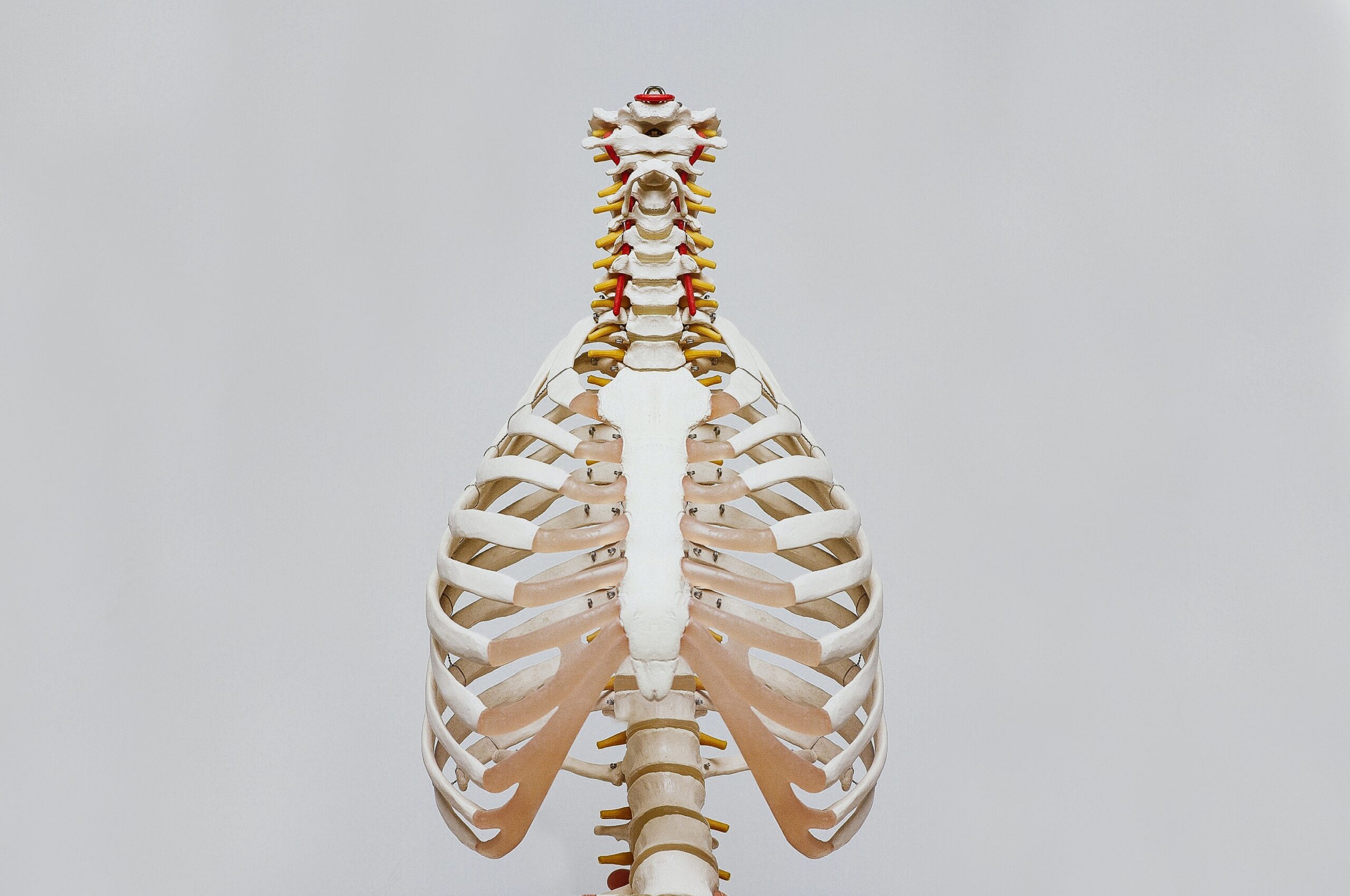 anatomy