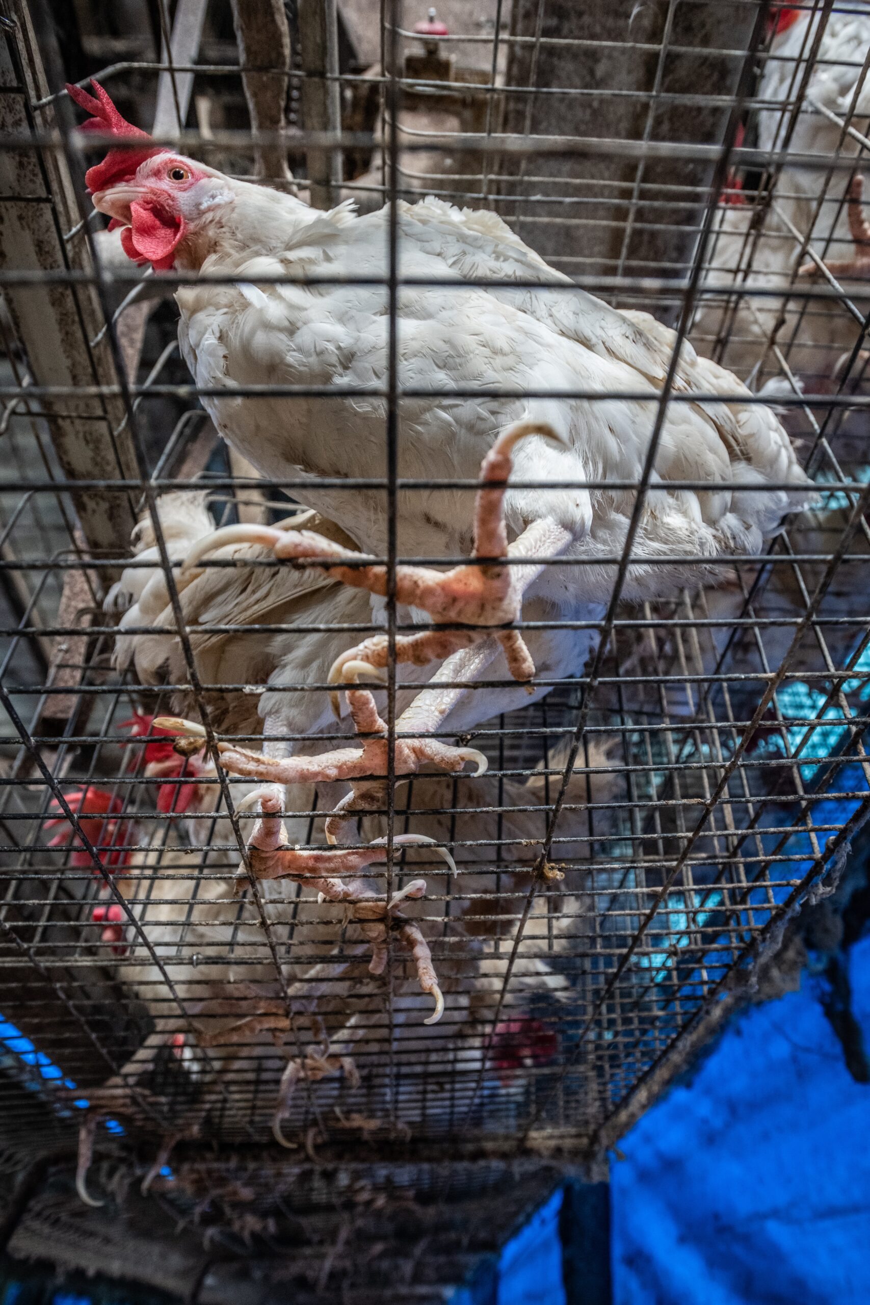 chickens chickens